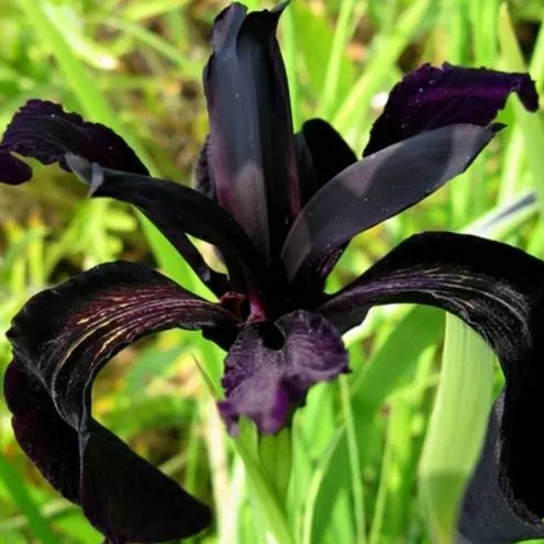Iris Chrysographes Seeds ~ Iris ‘Black Gold’ ~ Garden ~ Grow Your Own ~ Spring Flowers ~ Instead of Flowers