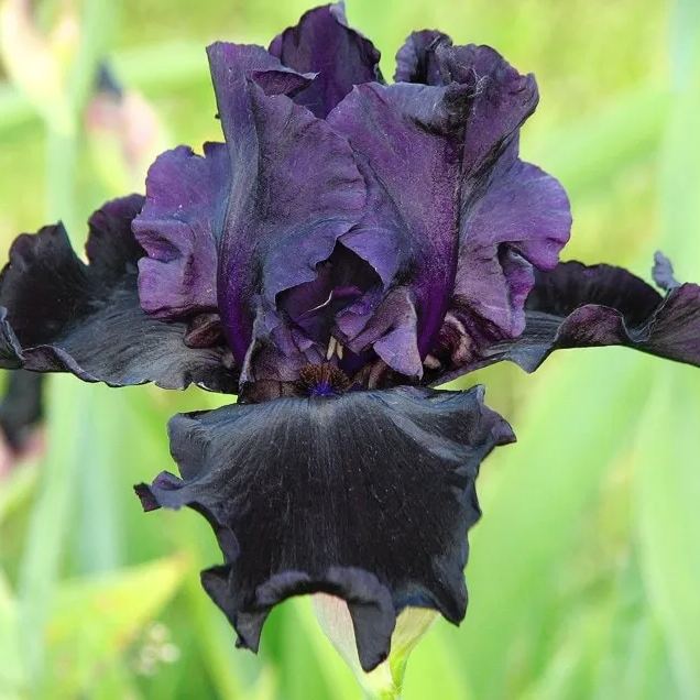 Iris Chrysographes Seeds ~ Iris ‘Black Gold’ ~ Garden ~ Grow Your Own ~ Spring Flowers ~ Instead of Flowers