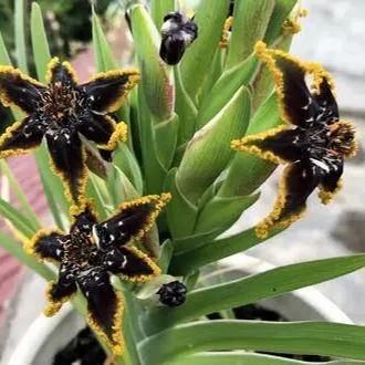 "Black Flower" Ferrari Iris.