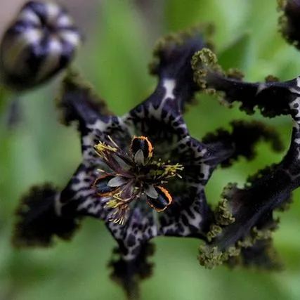 "Black Flower" Ferrari Iris.