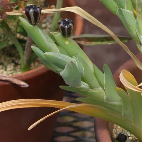 "Black Flower" Ferrari Iris.