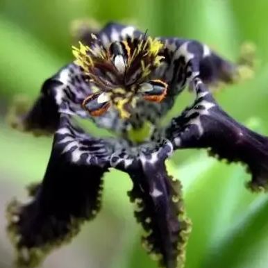 "Black Flower" Ferrari Iris.