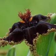 "Black Flower" Ferrari Iris.