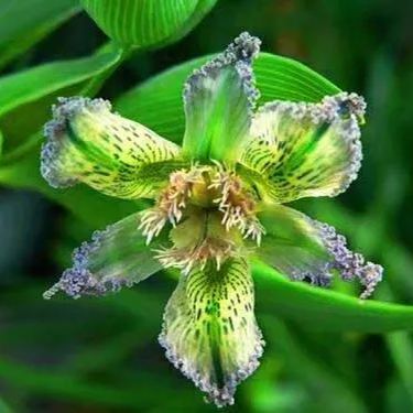 "Green Flower" Ferrari Iris.