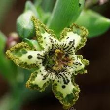 "Green Flower" Ferrari Iris.