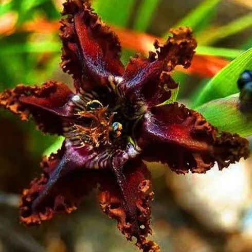 "Saffron" Ferrari Iris.