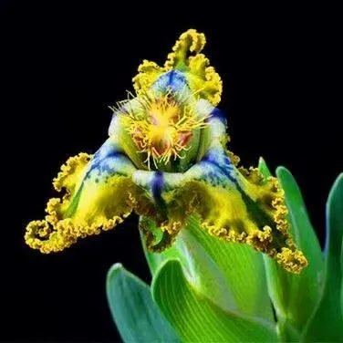 "Blue Flower" Ferrari Iris.
