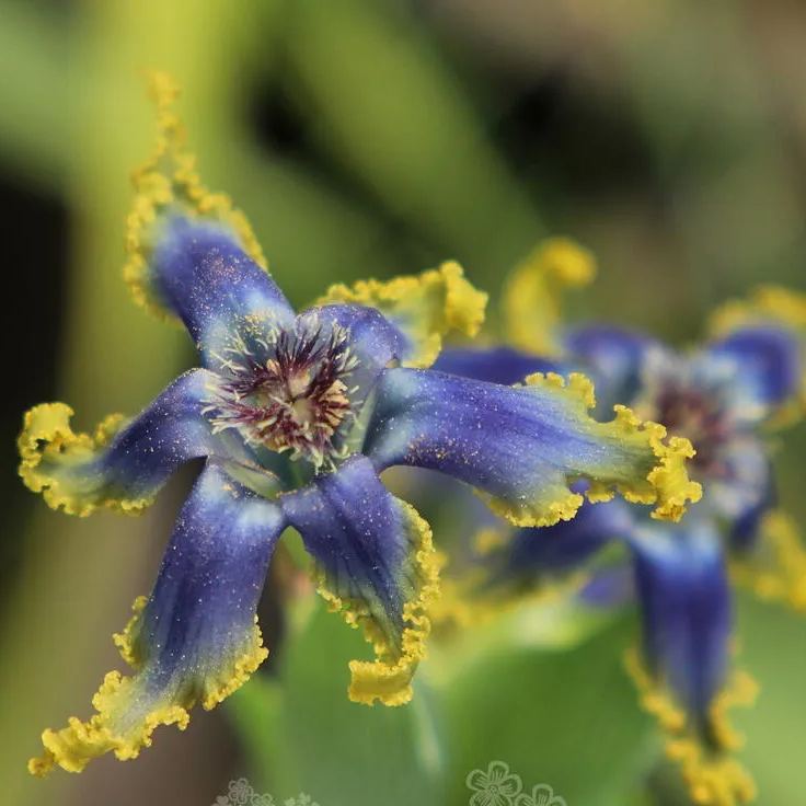 "Blue Flower" Ferrari Iris.