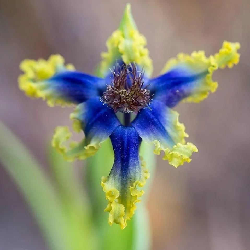 "Blue Flower" Ferrari Iris.