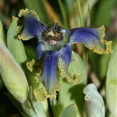 "Blue Flower" Ferrari Iris.