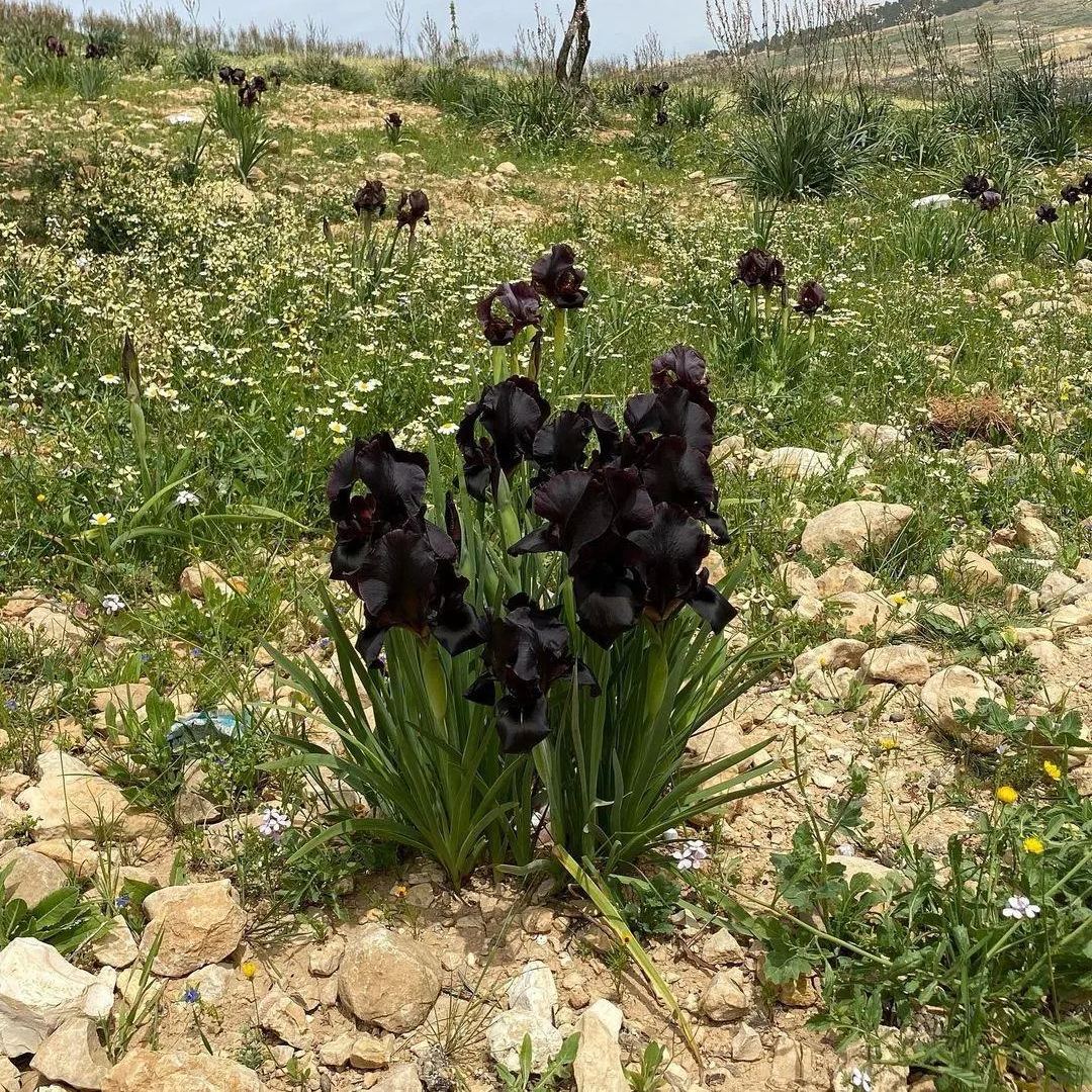 Iris Chrysographes Seeds ~ Iris ‘Black Gold’ ~ Garden ~ Grow Your Own ~ Spring Flowers ~ Instead of Flowers