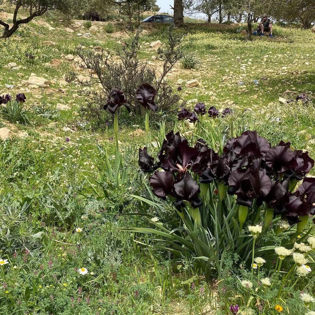 Iris Chrysographes Seeds ~ Iris ‘Black Gold’ ~ Garden ~ Grow Your Own ~ Spring Flowers ~ Instead of Flowers