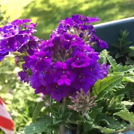 Verbena Showboat Midnight