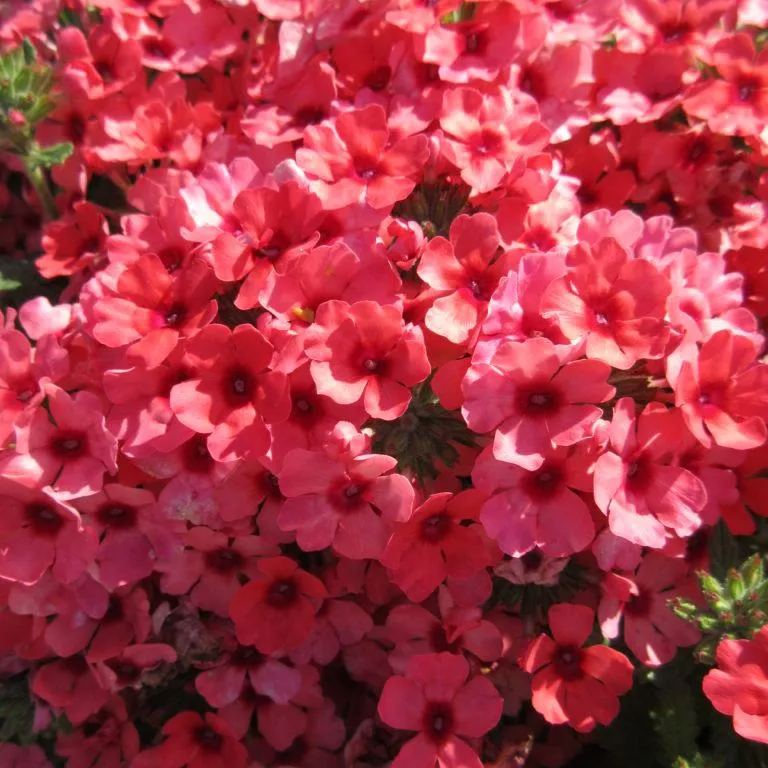 Verbena Showboat Mango Orange