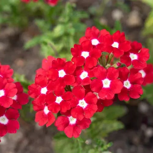 Verbena Enchantment Red