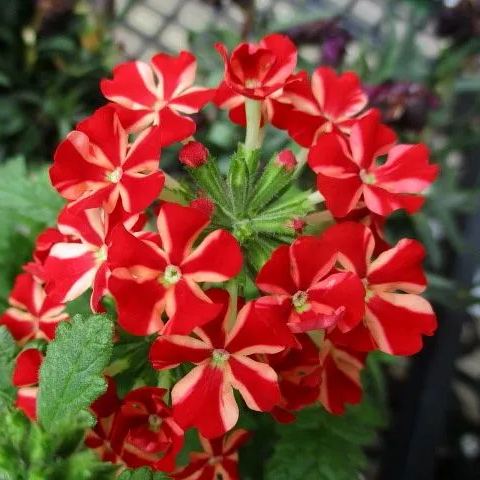 Verbena Voodoo Red Star