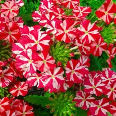 Verbena Voodoo Red Star