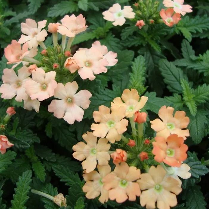 Verbena Tuscany Peach