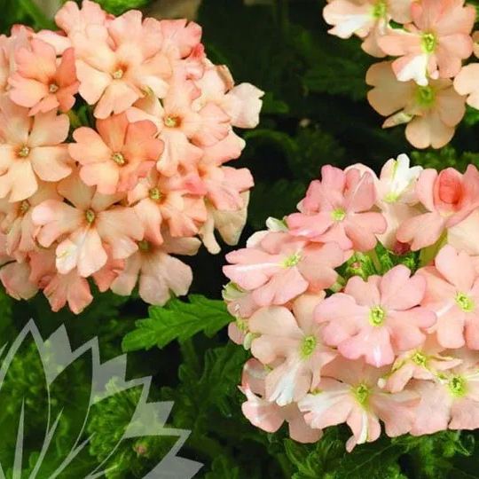 Verbena Tuscany Peach