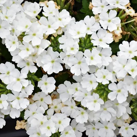 Verbena Enchantment White
