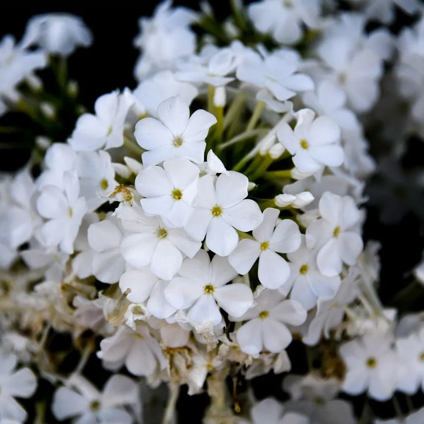 Verbena Enchantment White