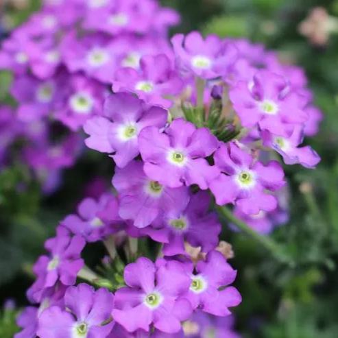 Verbena Enchantment Lavender