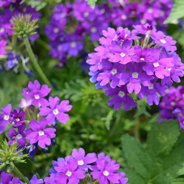 Verbena Enchantment Lavender
