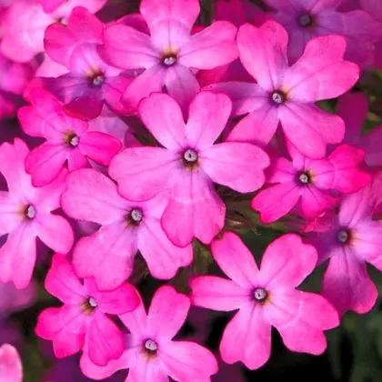 Verbena Enchantment Hot Pink