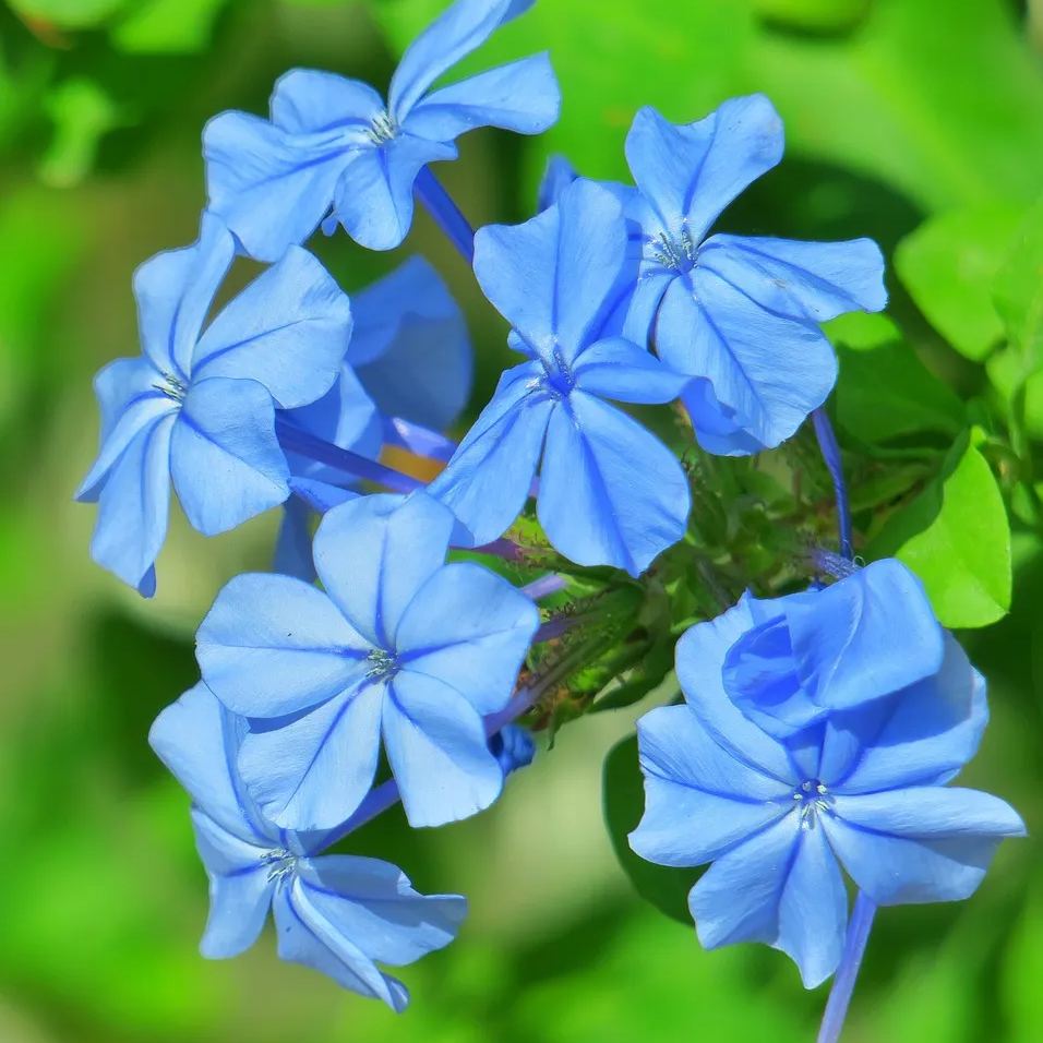 Seeds Flower Verbena Blue Annual Flower Natural Heirloom Seeds