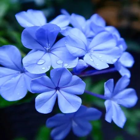 Seeds Flower Verbena Blue Annual Flower Natural Heirloom Seeds
