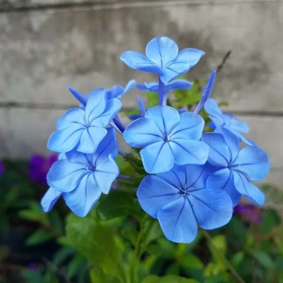 Seeds Flower Verbena Blue Annual Flower Natural Heirloom Seeds