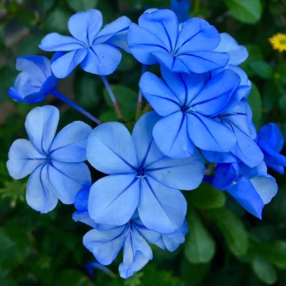 Seeds Flower Verbena Blue Annual Flower Natural Heirloom Seeds