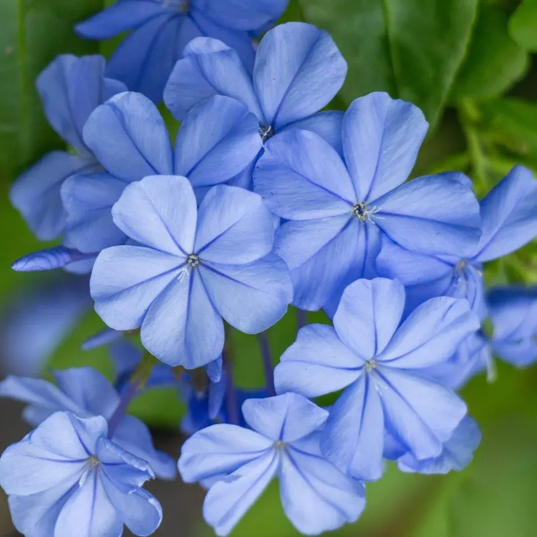 Seeds Flower Verbena Blue Annual Flower Natural Heirloom Seeds