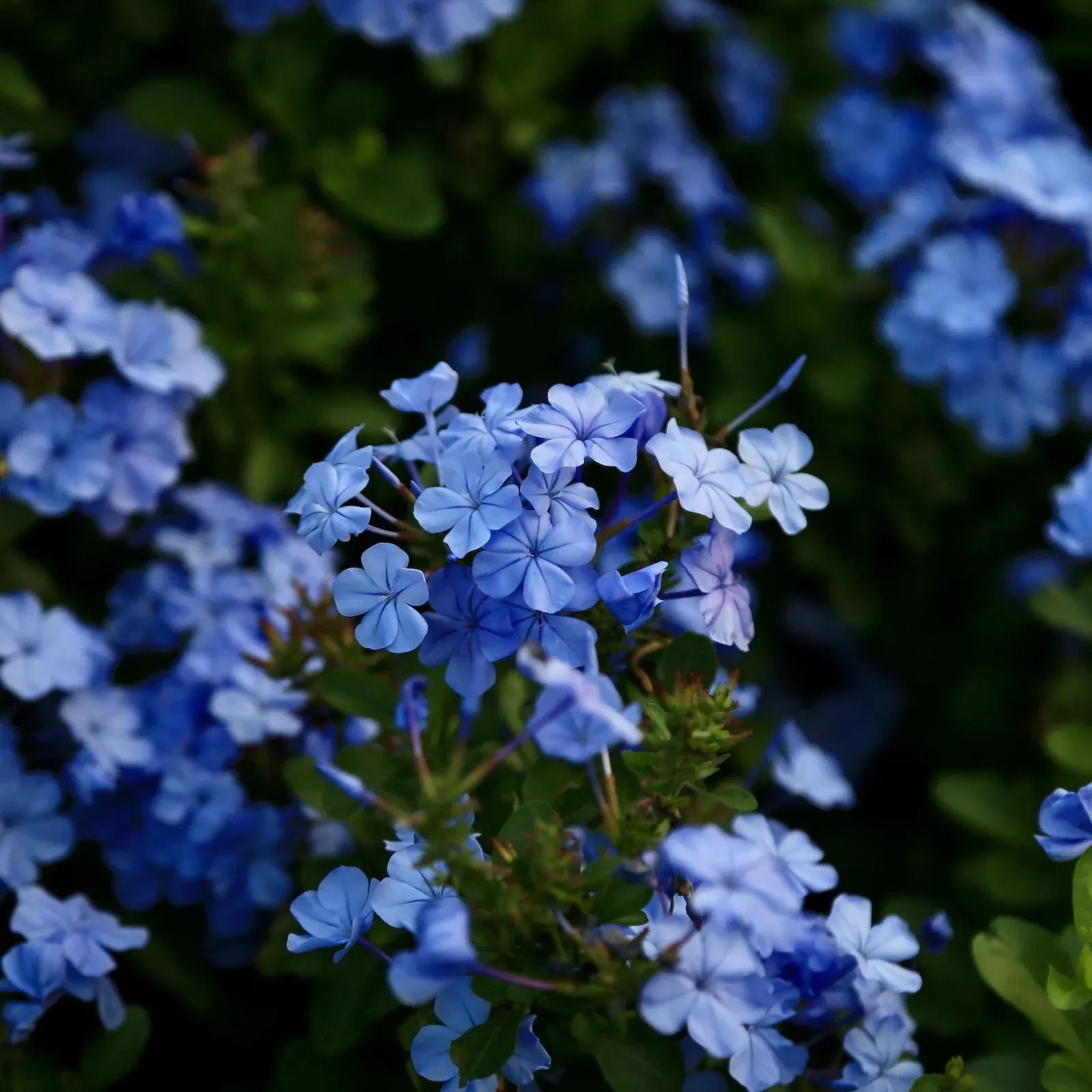 Seeds Flower Verbena Blue Annual Flower Natural Heirloom Seeds
