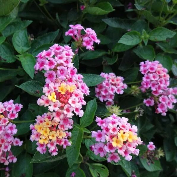 Vervain West Indian Vetiver Shrub Vervain 