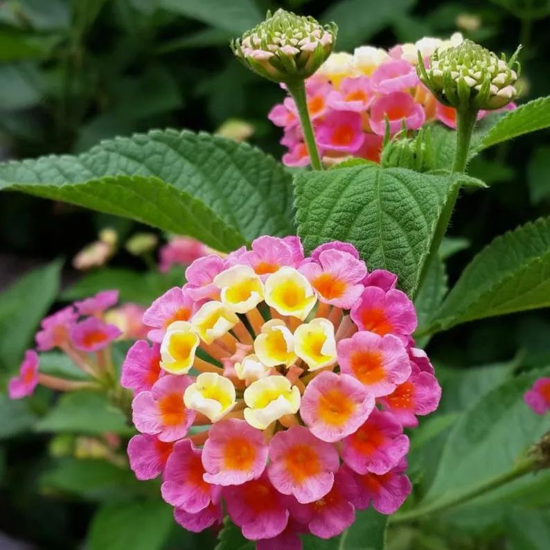 Vervain West Indian Vetiver Shrub Vervain 