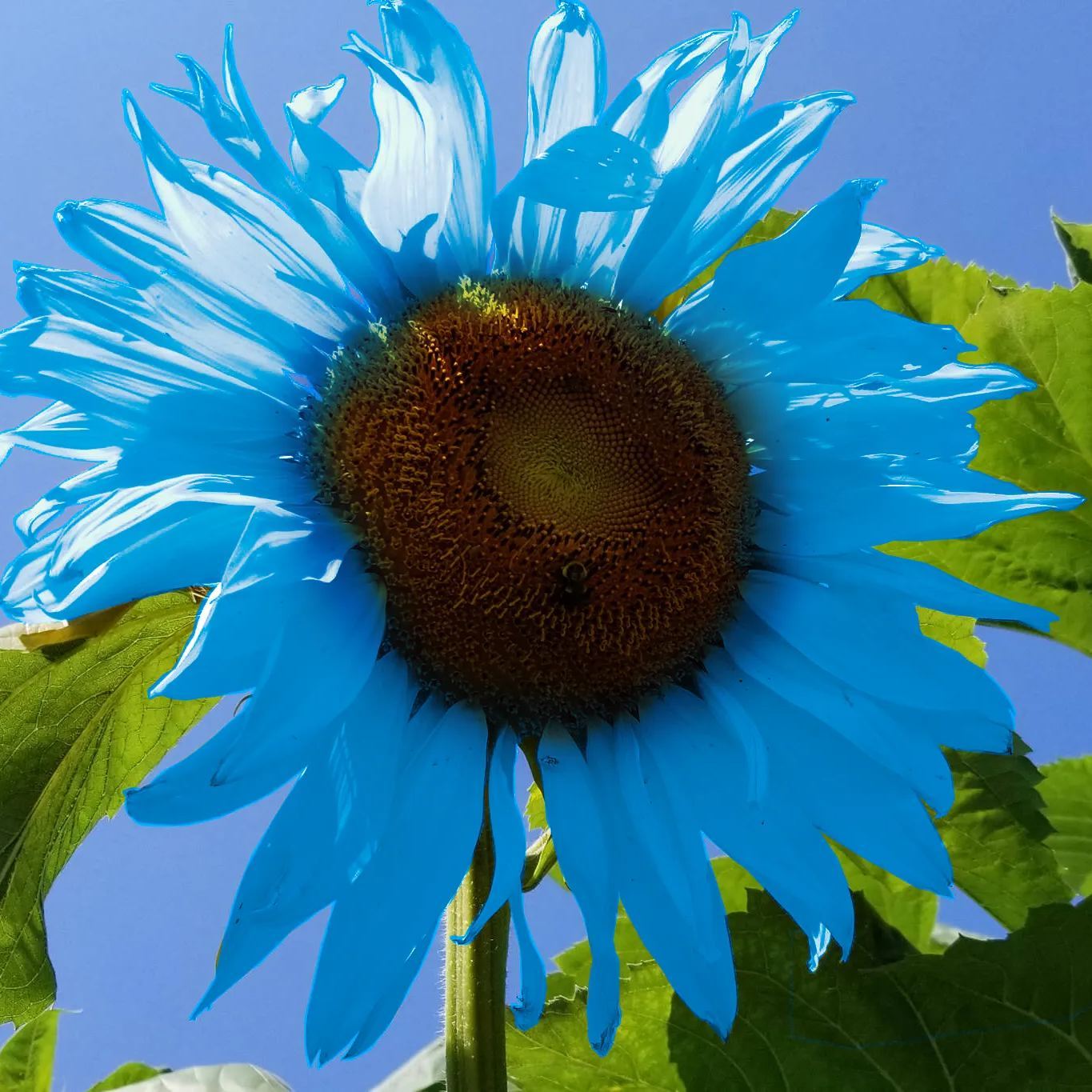 🌻🌻Special Rare Color Bright Blue Sunflower Seeds Garden Grown Colorf