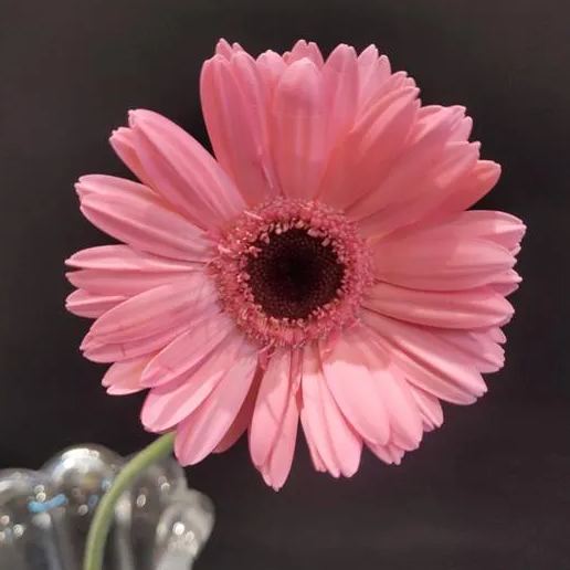 Peach pink gerbera flower seeds, sunflower