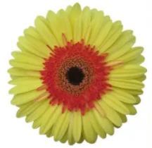 Peach pink gerbera flower seeds