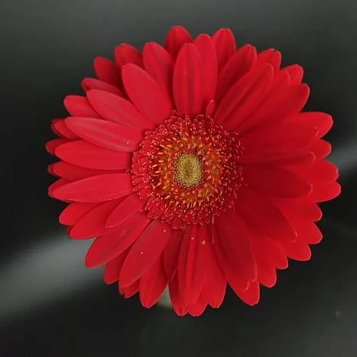 Peach pink gerbera flower seeds