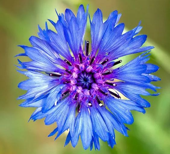Cornflower Blue Boy (Centaurea) seeds