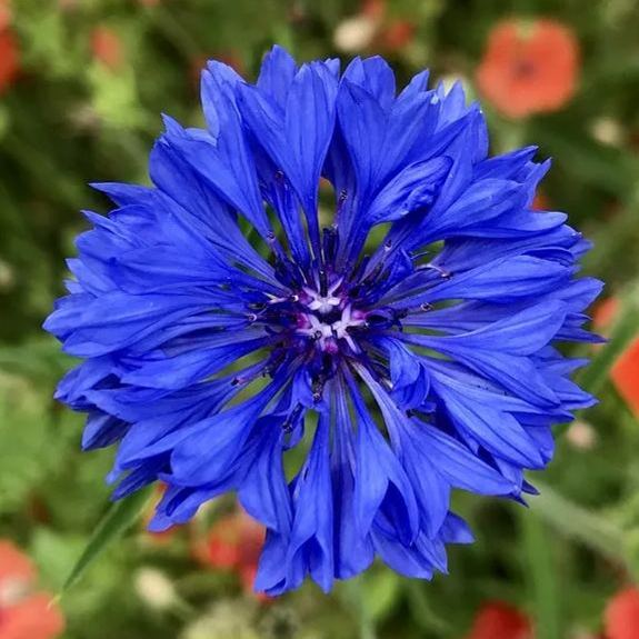 Cornflower Blue Boy (Centaurea) seeds
