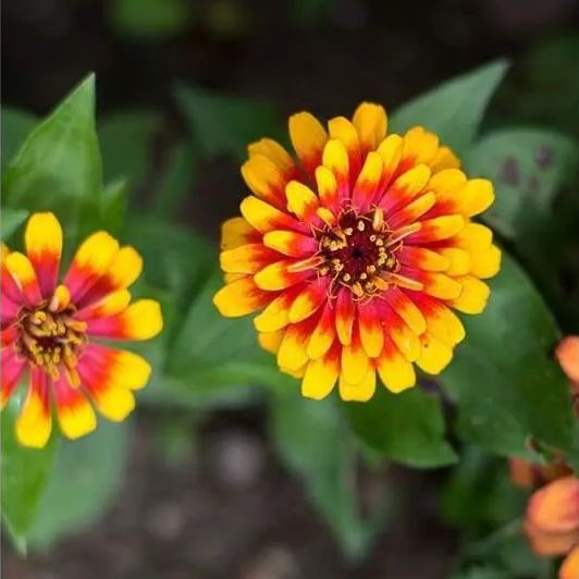 Scarlet and Yellow Swizzle Zinnia