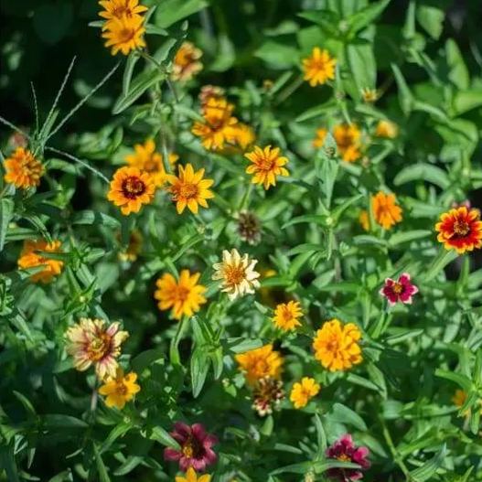 Persian Carpet Zinnia