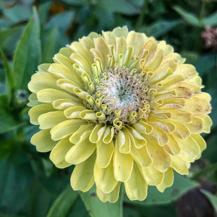 Giant Lime Zinnia