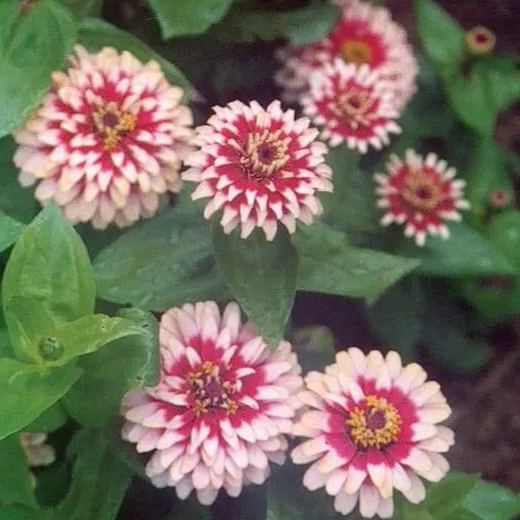 Cherry and Ivory Swizzle Zinnia
