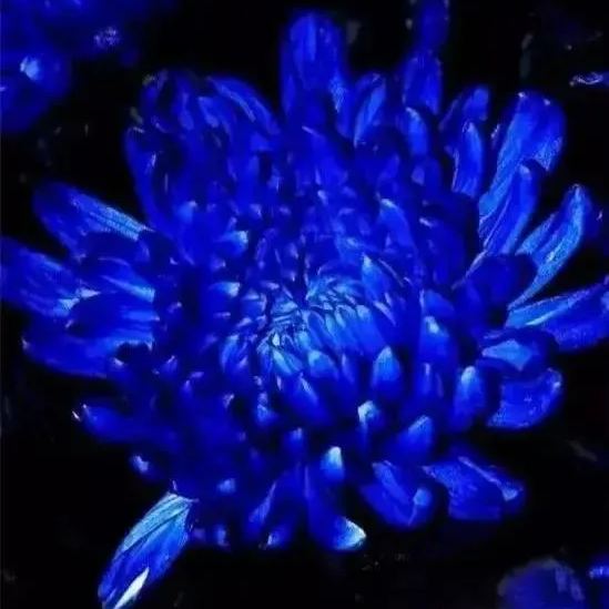 Bright Blue 🌀Big-headed peony chrysanthemum