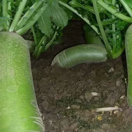 Rare radish "green" exotic Seeds for planting