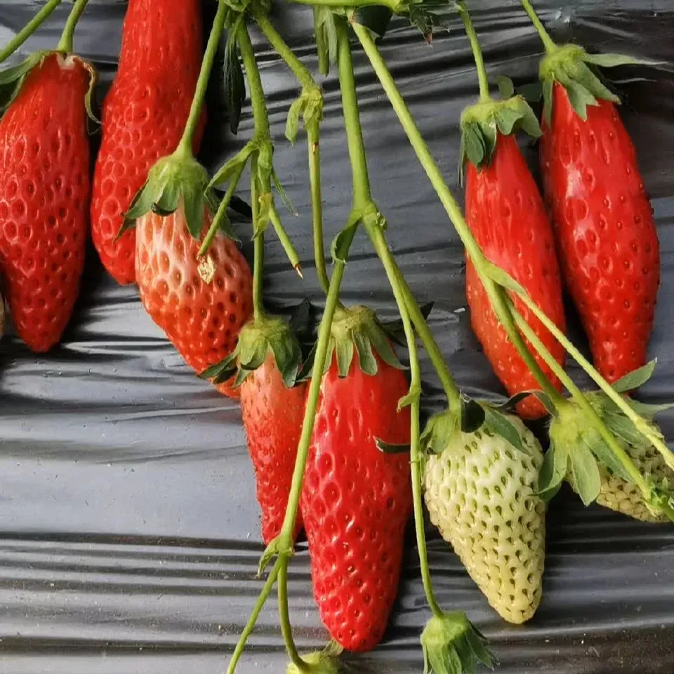 💥50% OFF🍓Climbing Strawberry Tree Mix Seeds✨