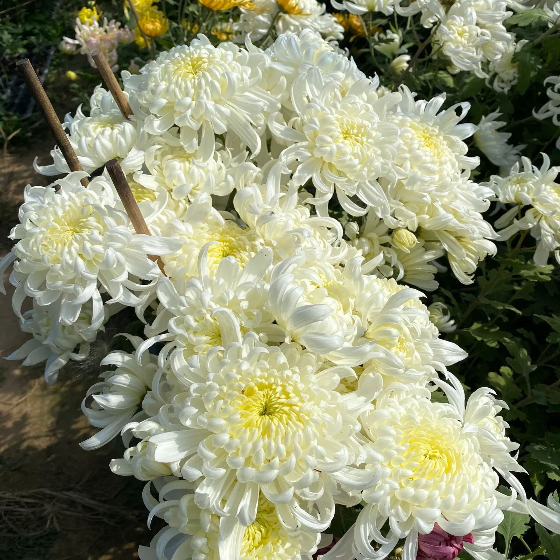 Rare and precious chrysanthemum seeds